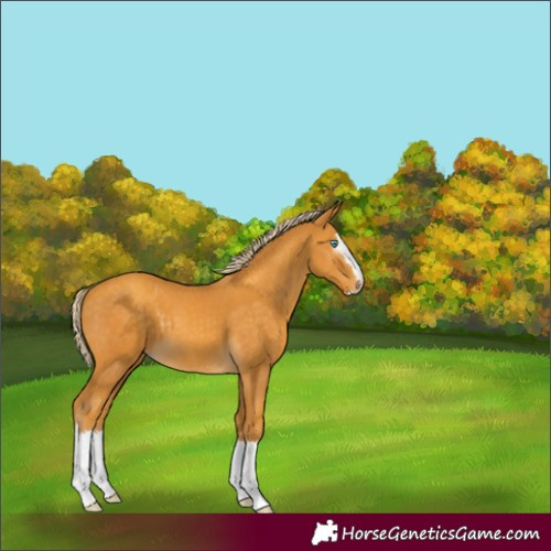 Horse Color:Gray Gold Cream Champagne Splash 