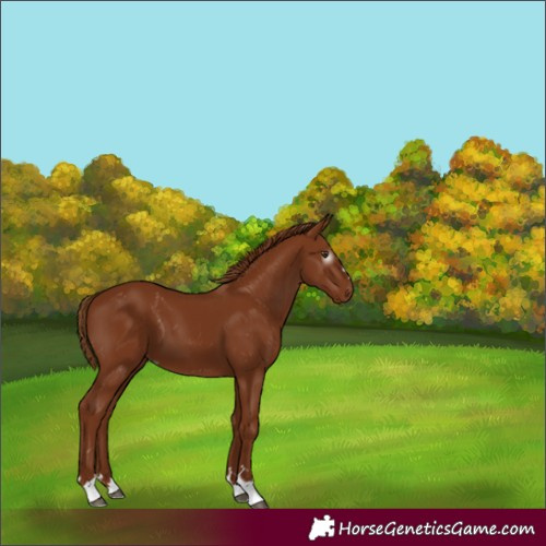 Horse Color:Gray Chestnut Varnish 