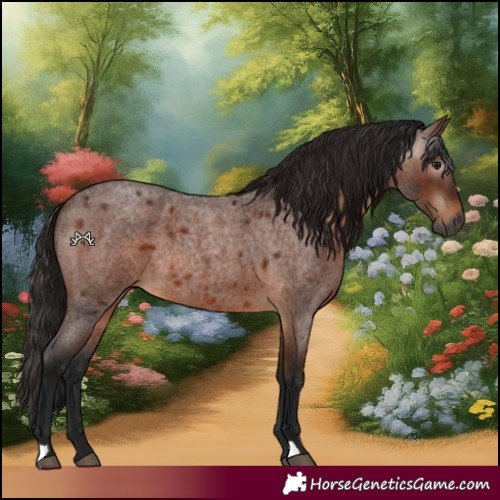 Horse Color:Gray Bay Roan 
