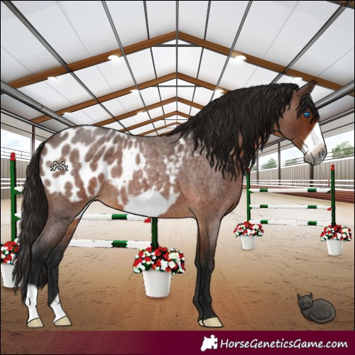 Horse Color:Gray Bay Roan Frame Appaloosa 