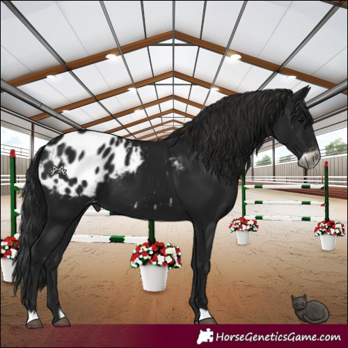 Horse Color:Gray Black Frame Appaloosa 