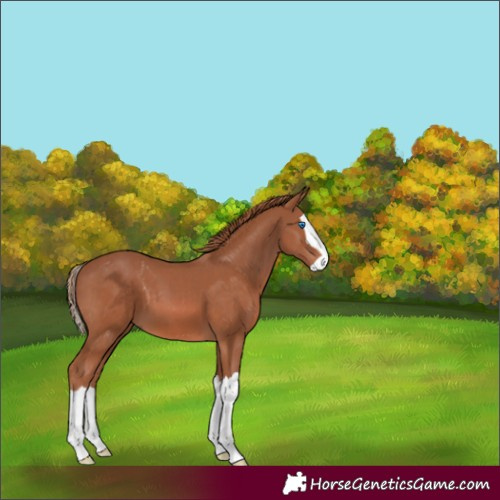 Horse Color:Chestnut Splash 