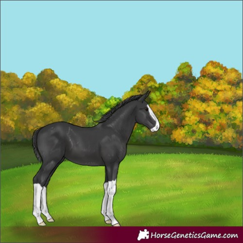 Horse Color:Black Splash 