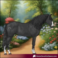 Horse Color:Black 