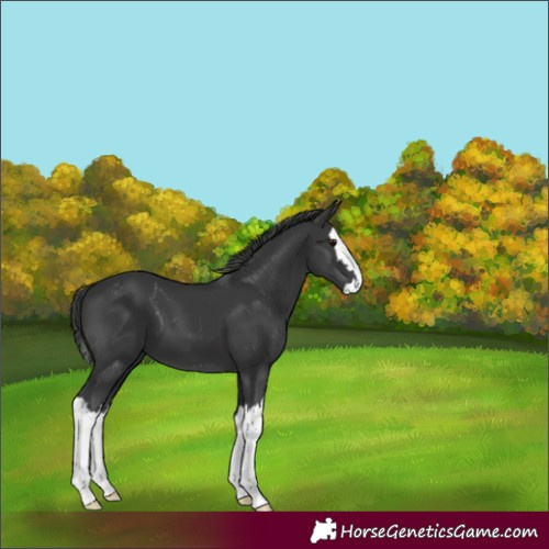 Horse Color:Black Splash 