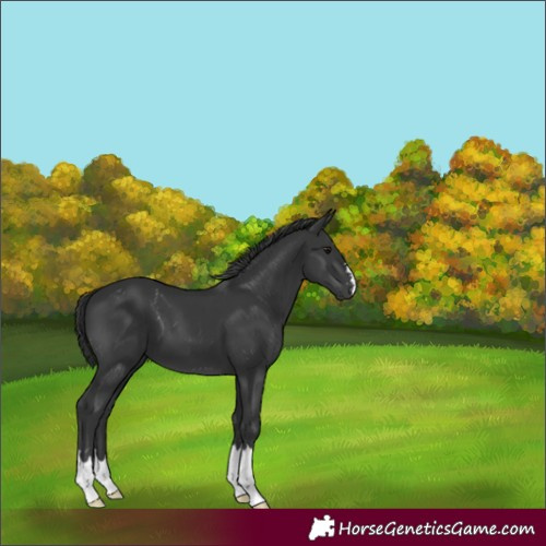 Horse Color:Black 