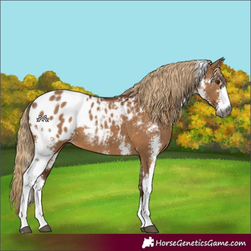 Horse Color:Gray Red Dun Sabino Appaloosa Rabicano 