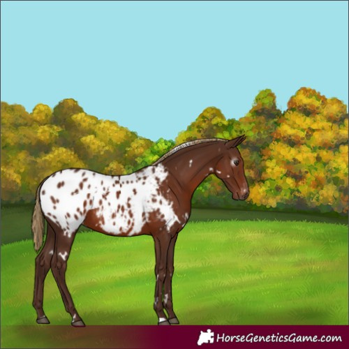 Horse Color:Gray White Spotted Chestnut Blanket Rabicano 