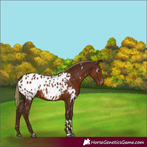 Horse Color:Gray White Spotted Chestnut Blanket Rabicano 