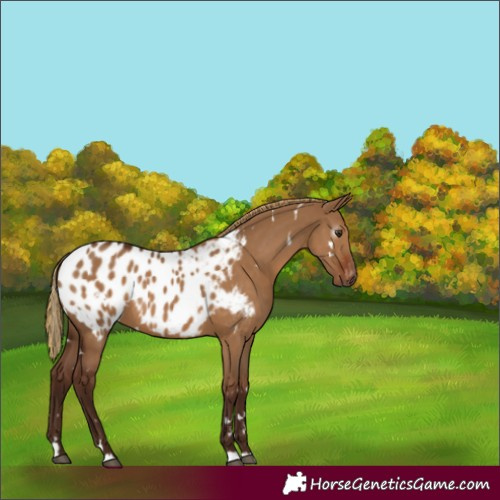 Horse Color:Gray White Spotted Red Dun Blanket Rabicano 
