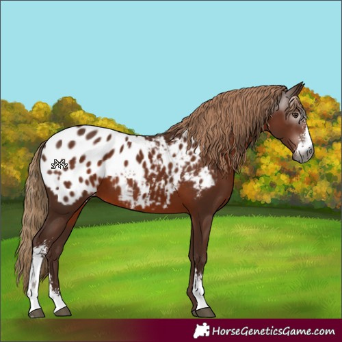 Horse Color:Gray Chestnut Sabino Blanket 