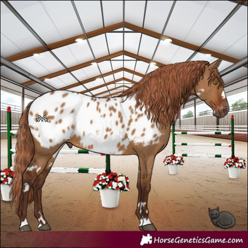 Horse Color:Gray White Spotted Red Dun Blanket 