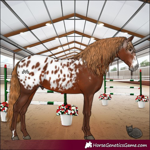 Horse Color:Gray Chestnut Sabino Appaloosa 