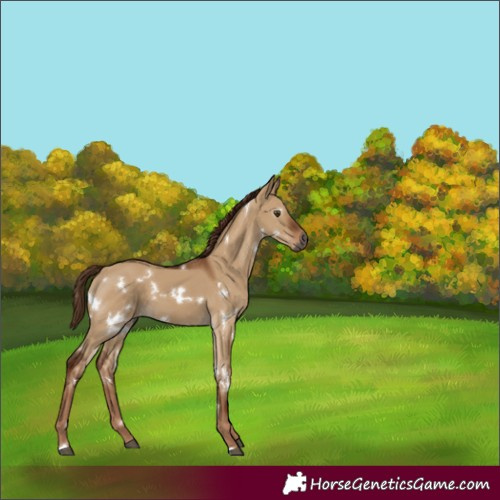 Horse Color:Gray White Spotted Red Dun 