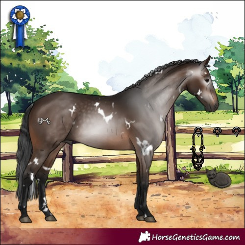 Horse Color:Gray White Spotted Brown 