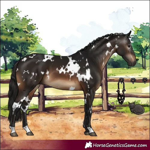 Horse Color:Gray White Spotted Bay 