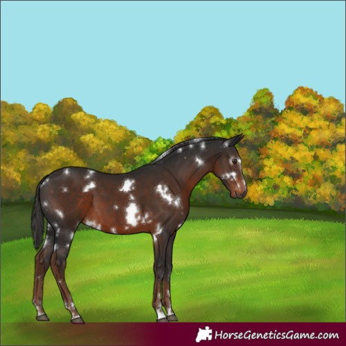Horse Color:Gray White Spotted Liver Chestnut 