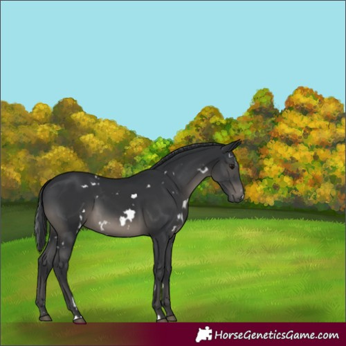 Horse Color:White Spotted Black 