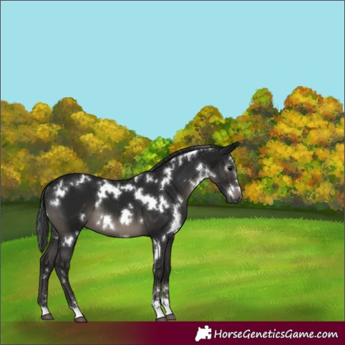 Horse Color:Gray White Spotted Black 