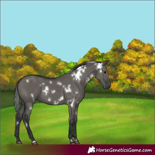 Horse Color:White Spotted Grullo 