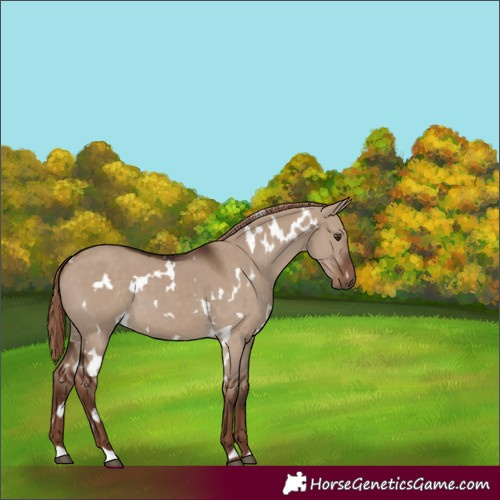 Horse Color:White Spotted Liver Red Dun 