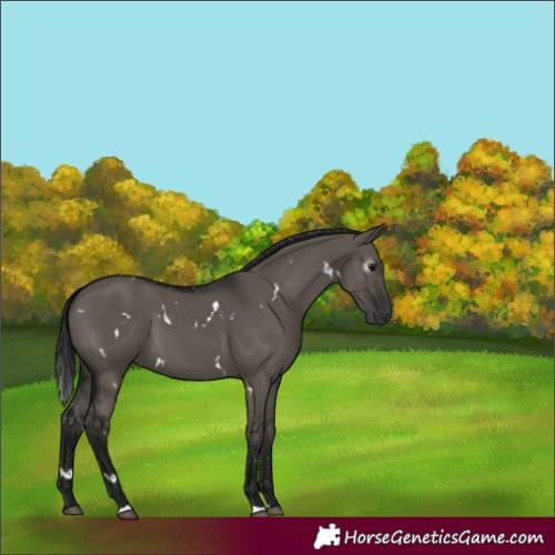 Horse Color:Gray White Spotted Grullo 