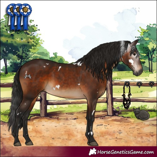 Horse Color:Gray White Spotted Bay 