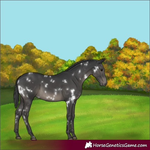 Horse Color:White Spotted Black 