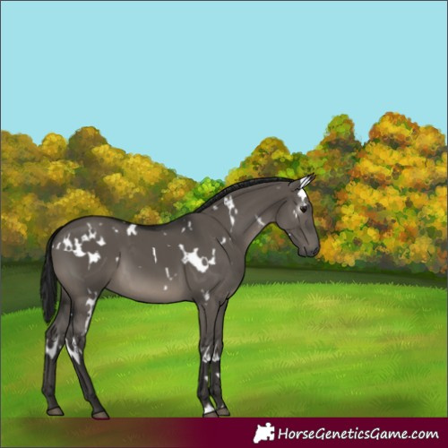 Horse Color:Gray White Spotted Grullo 