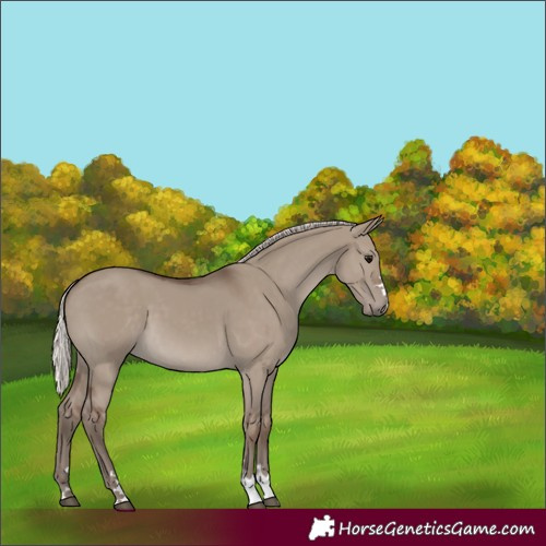 Horse Color:Silver Grullo 