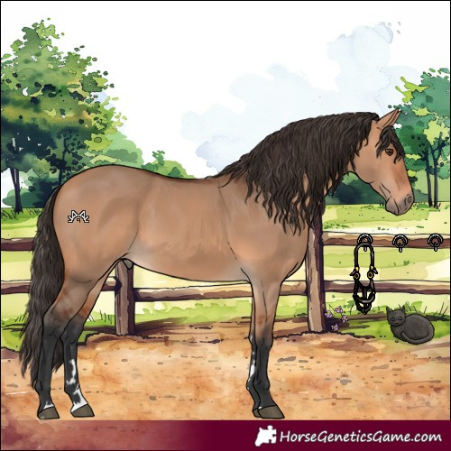 Horse Color:Bay Dun 