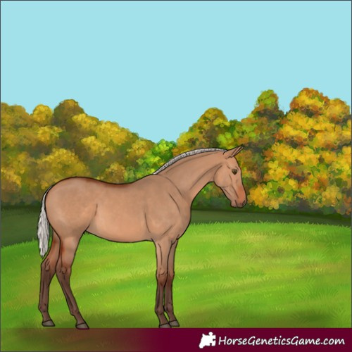Horse Color:Silver Bay Dun 