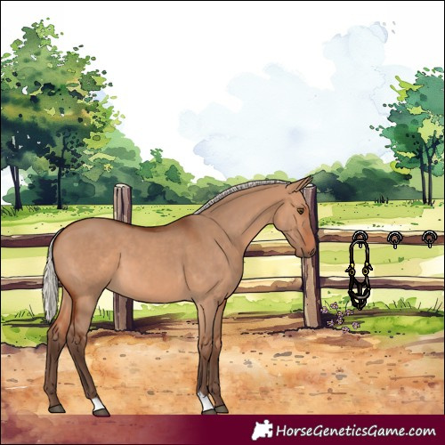 Horse Color:Silver Brown Dun 