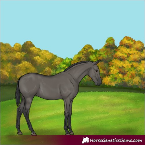 Horse Color:Grullo 