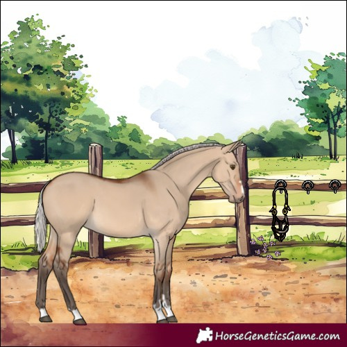 Horse Color:Silver Brown Dun 