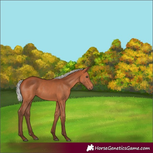 Horse Color:Silver Bay Sabino 