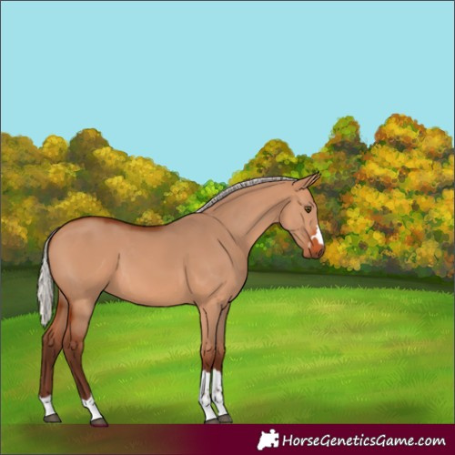 Horse Color:Silver Bay Dun 