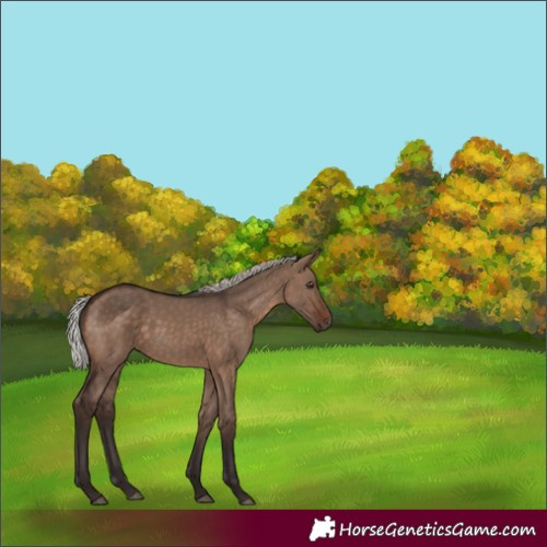 Horse Color:Silver Brown Dun 