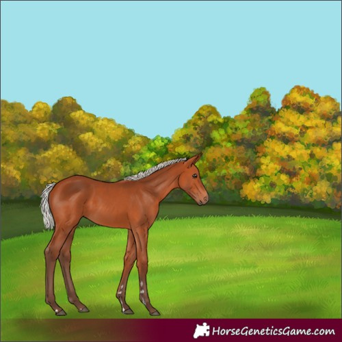 Horse Color:Silver Bay 