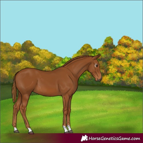 Horse Color:Gray Chestnut 