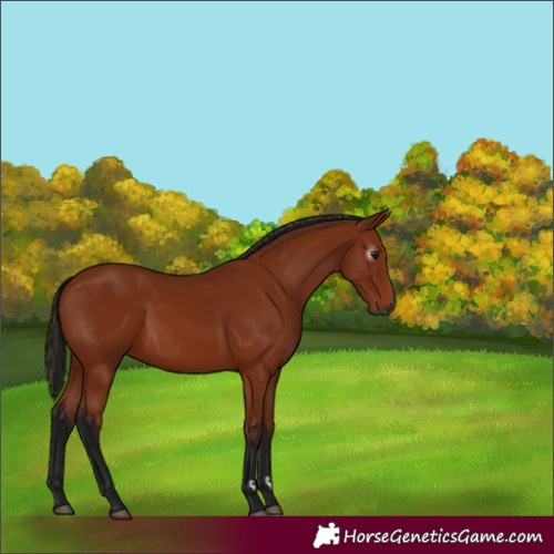 Horse Color:Gray Bay 