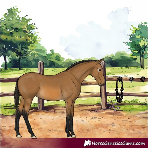 Horse Color:Gray Buckskin 