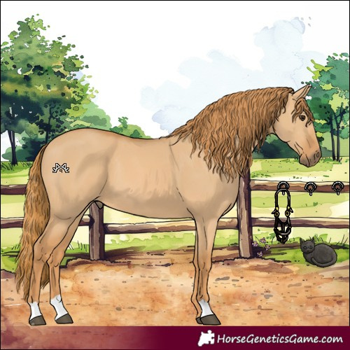 Horse Color:Red Dun 