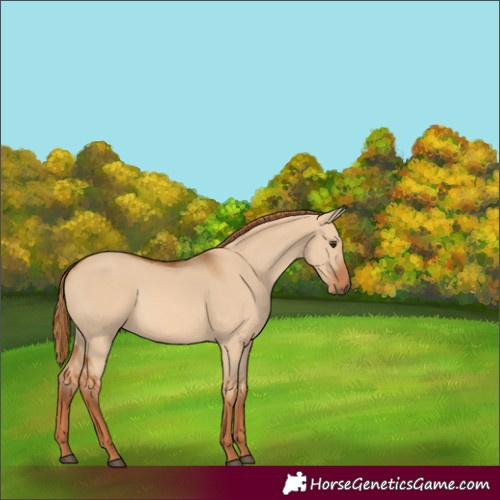 Horse Color:Red Dun 