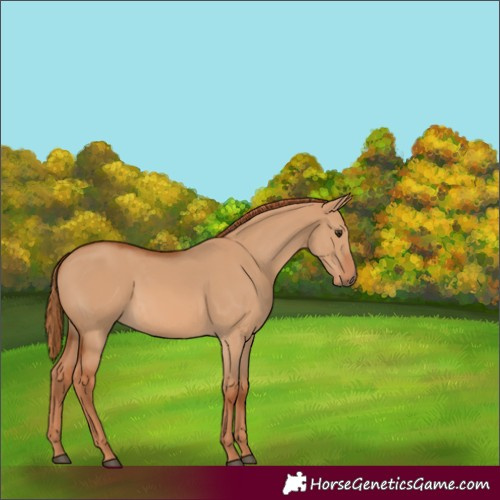 Horse Color:Red Dun 