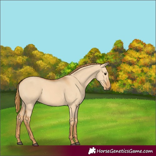 Horse Color:Red Dun 