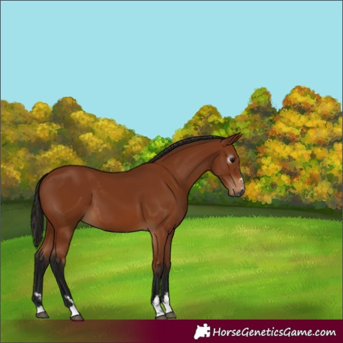 Horse Color:Gray Bay 