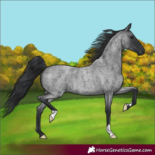 Horse Color:Blue Roan 