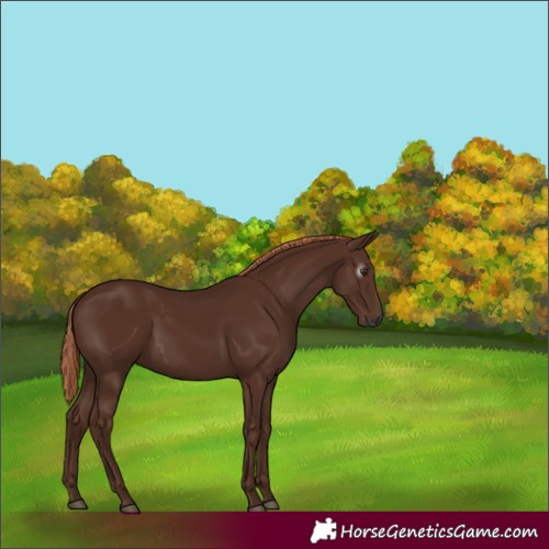 Horse Color:Gray Chestnut 