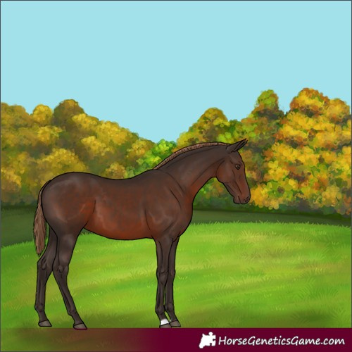 Horse Color:Liver Chestnut 